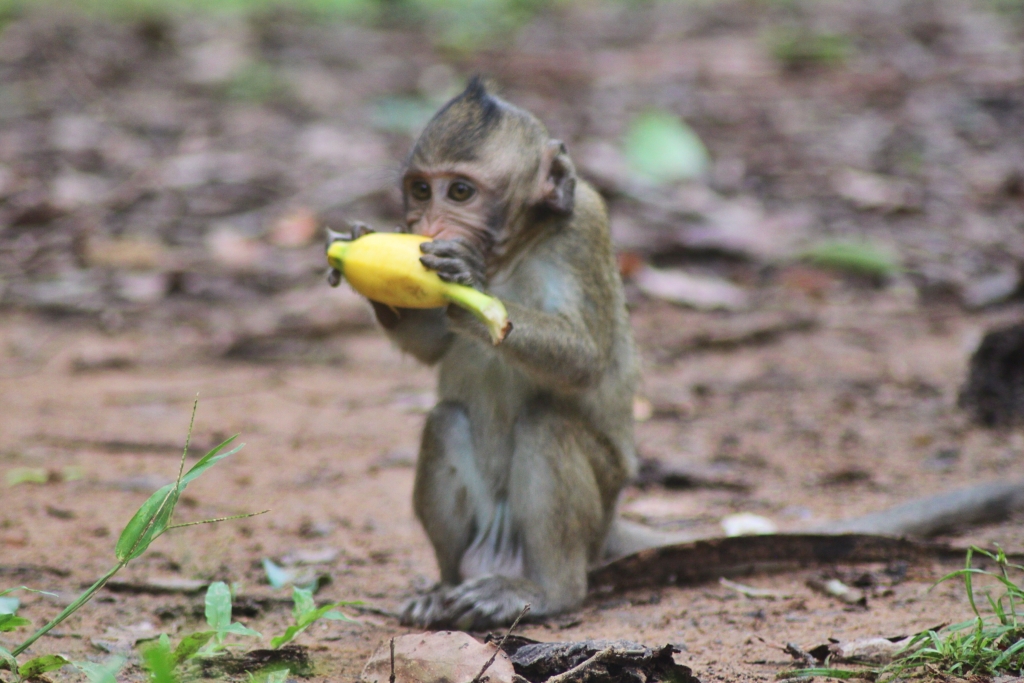 Cambodian monkeys