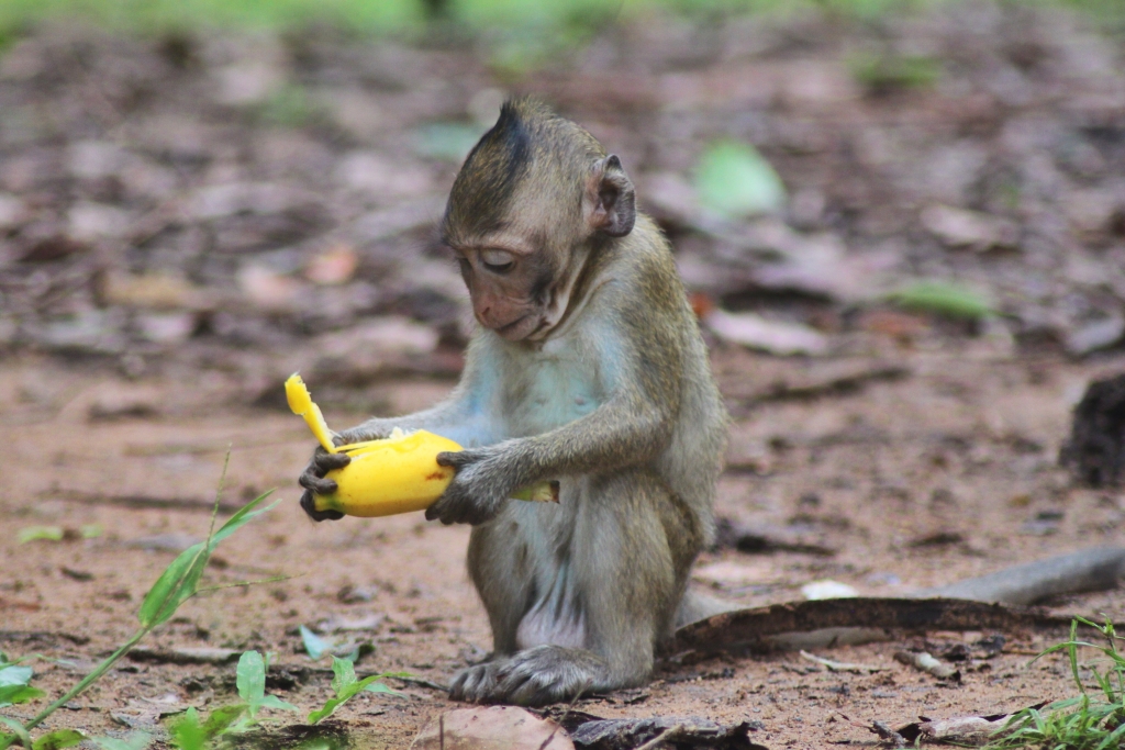 Cambodian monkeys