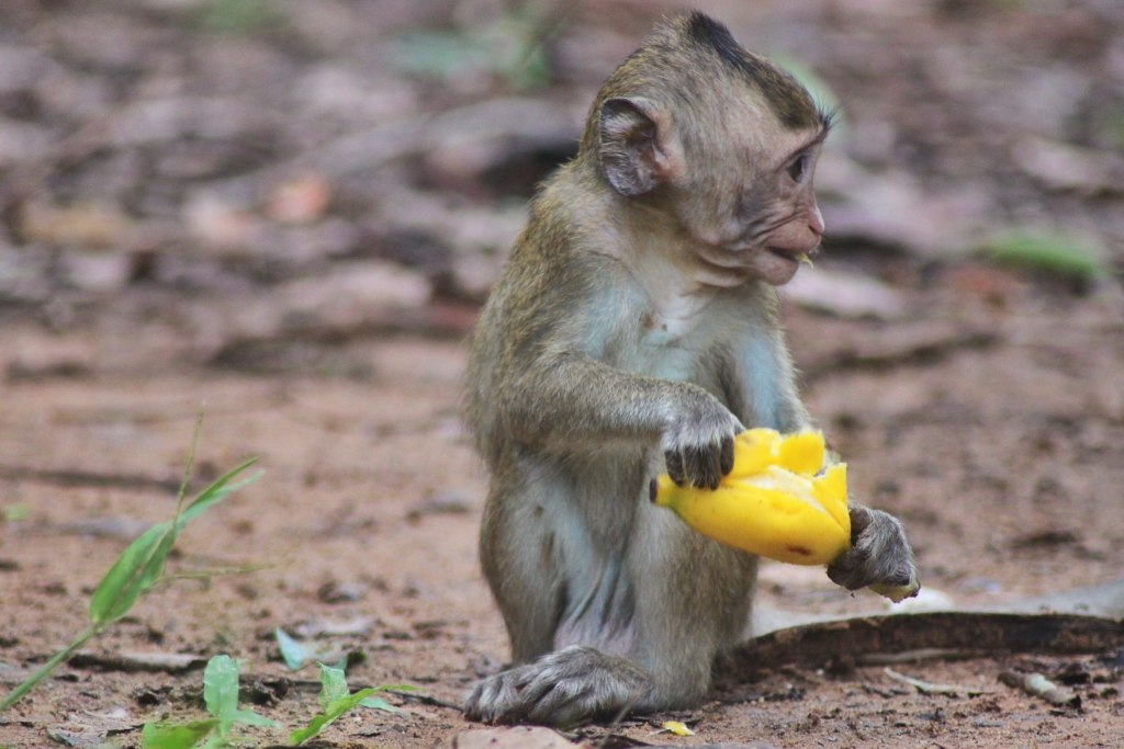 Cambodian monkeys