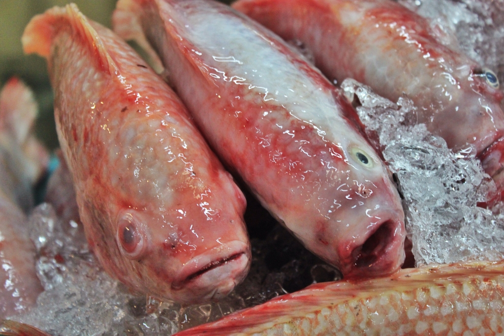 BIZARRE FOOD MARKET, Siem Reap, Cambodia