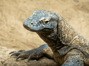 3 Best Komodo Island Tours From Bali Adventurous Miriam