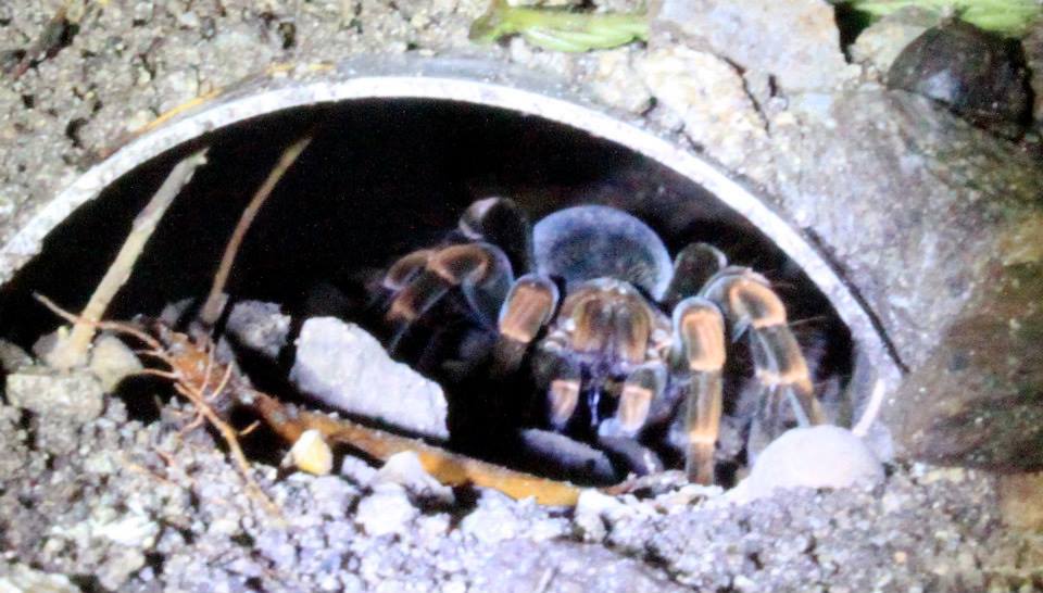 Wildlife in Central America