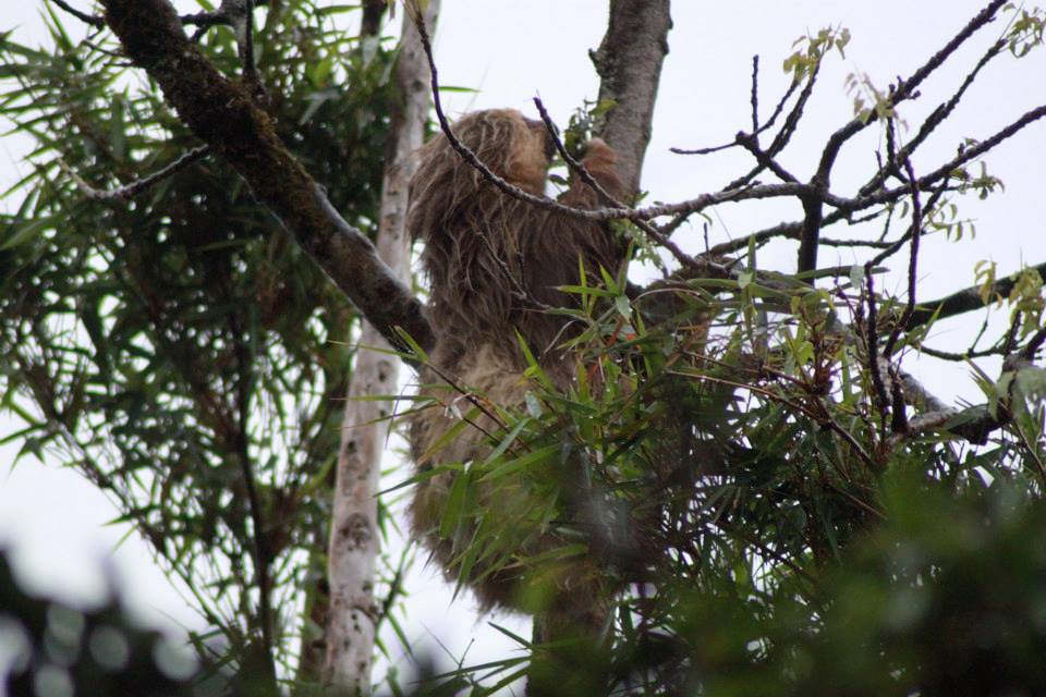 Wildlife in Central America