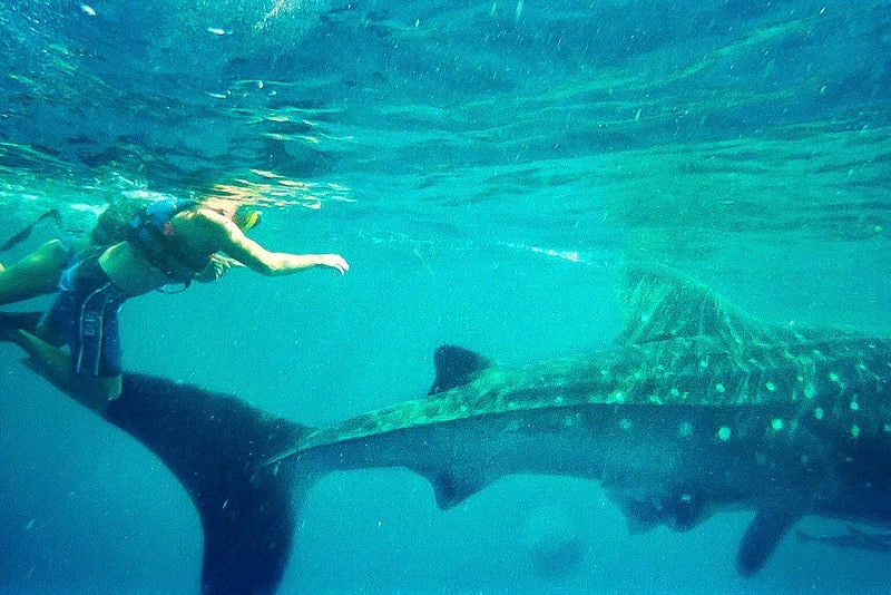 Swimming with whale sharks in Mexico