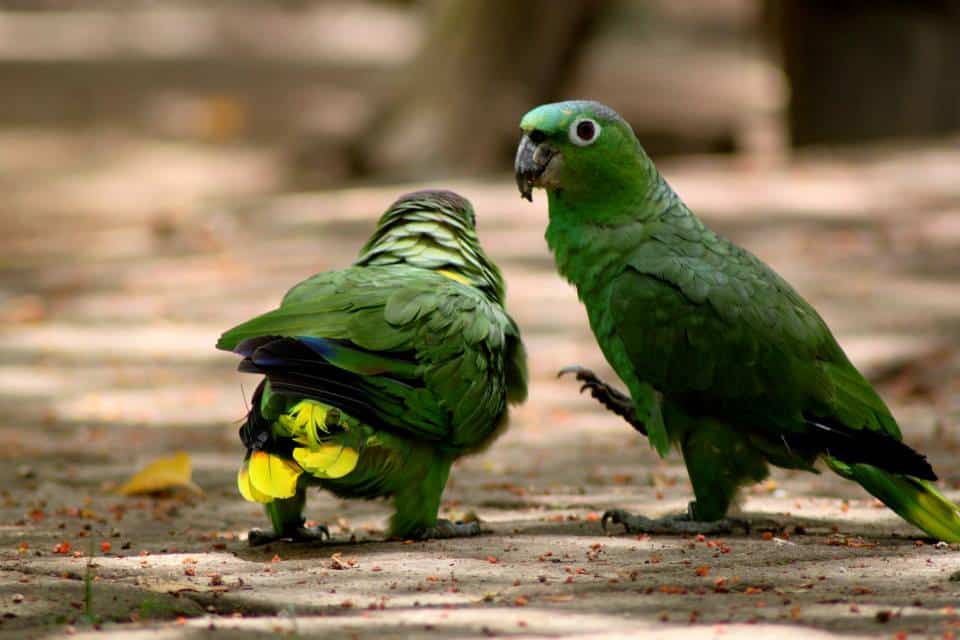 Wildlife in Central America