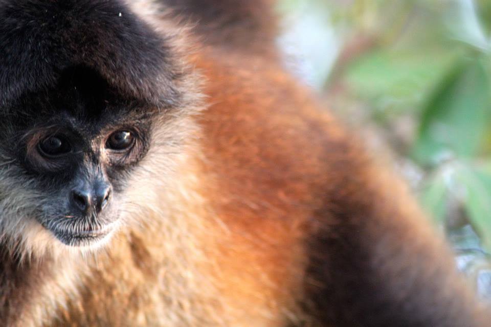 Wildlife in Central America