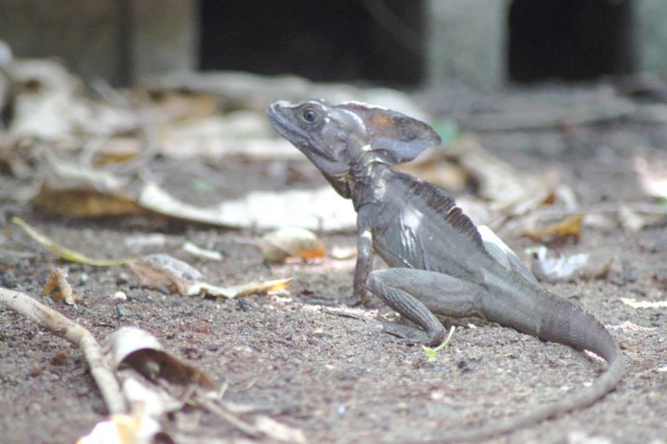 Wildlife in Central America