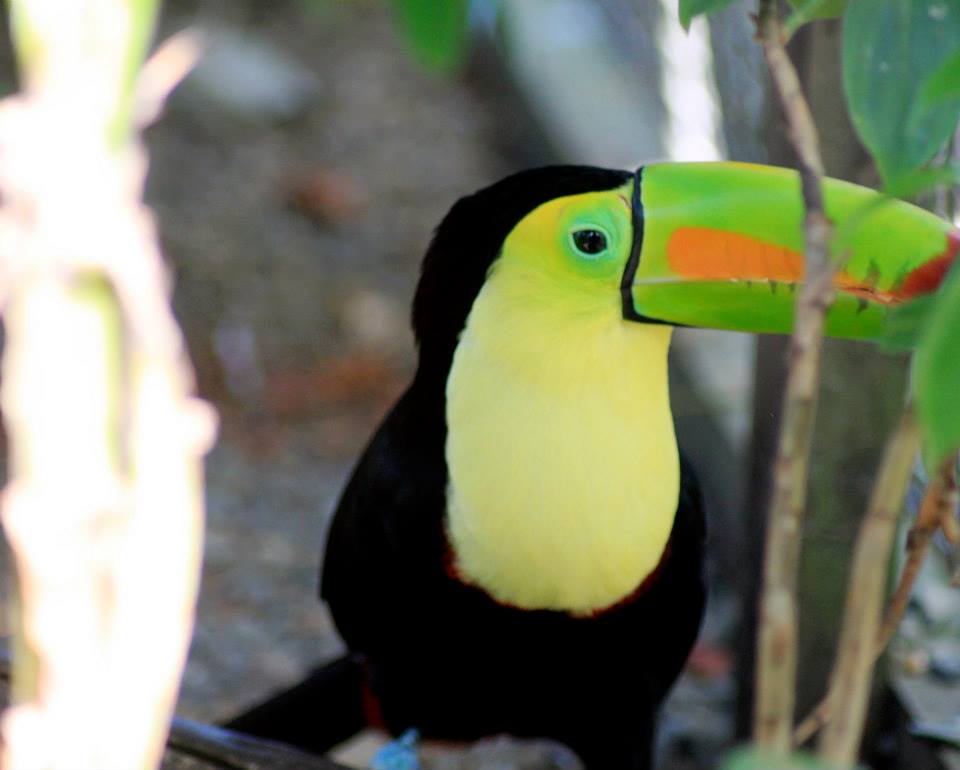 Wildlife in Central America