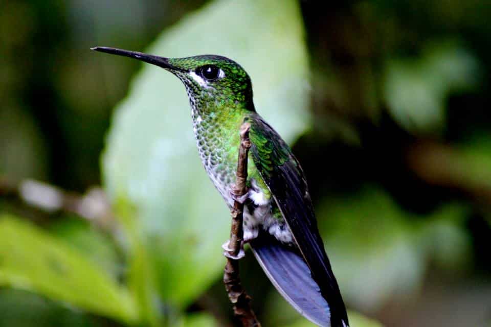 Wildlife in Central America