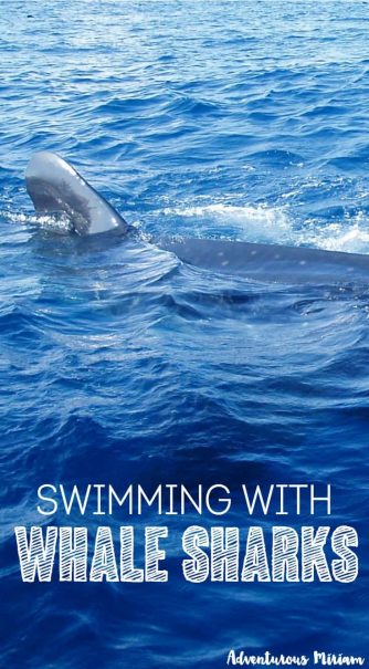 Feeling adventurous? Try swimming with whale sharks!