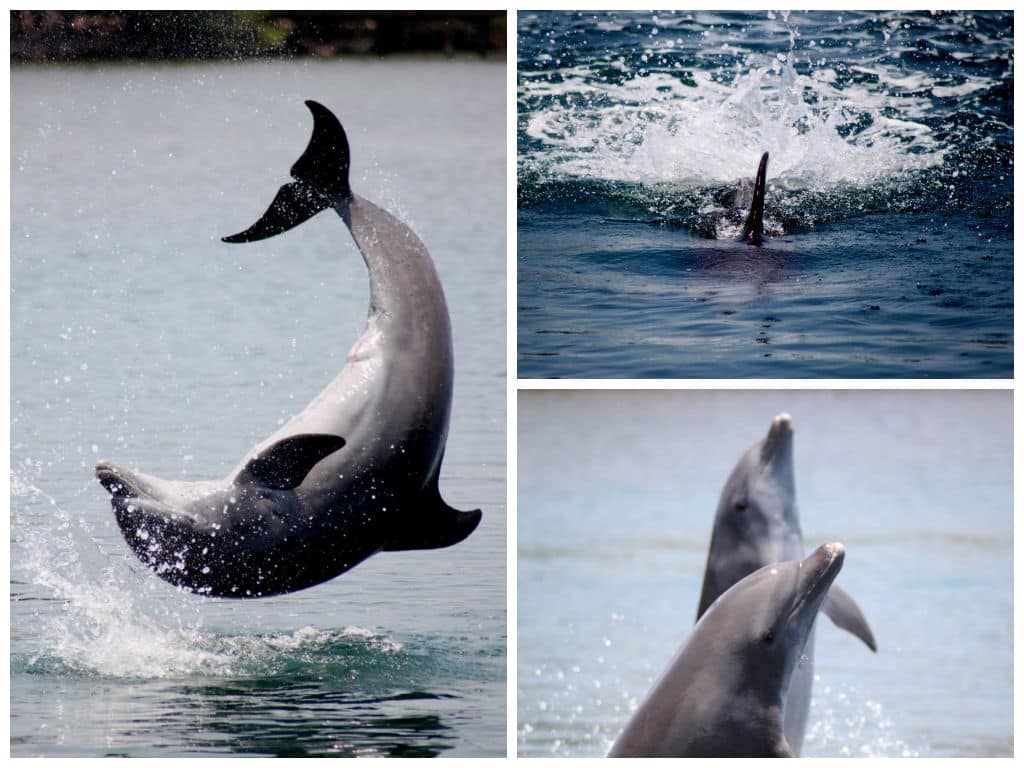 Wildlife in Central America