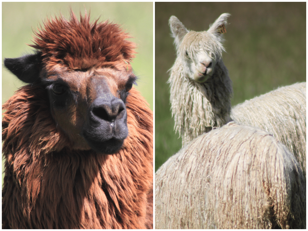 Llama, Peru