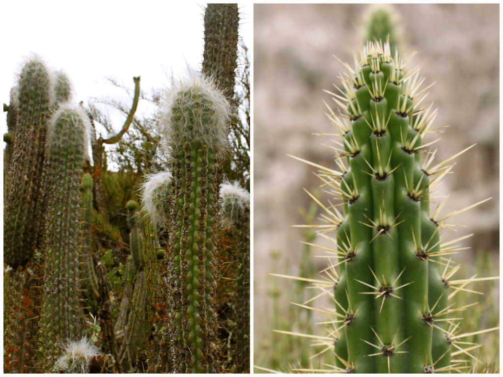 San Pedro cactus, La Paz, Bolivia