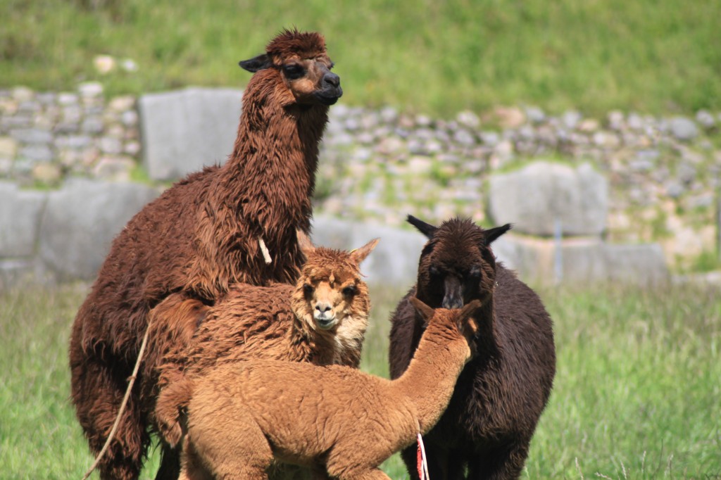 Llama, Peru