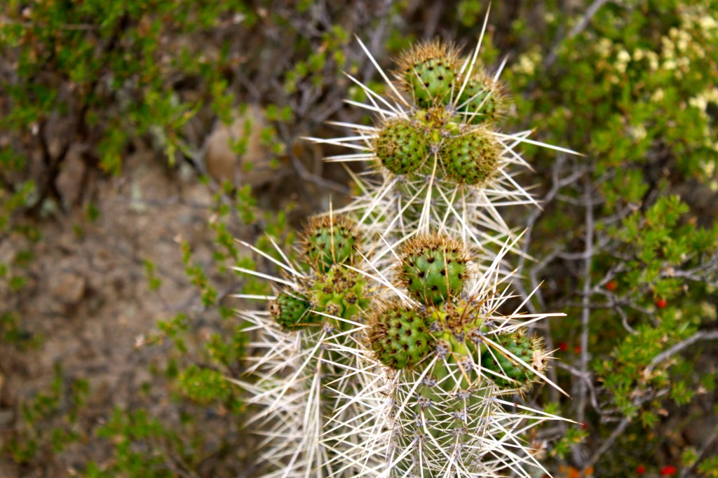 San Pedro cactus, La Paz, Bolivia