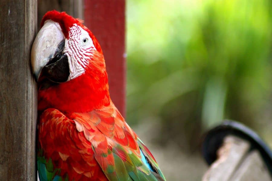 Parrot, Bolivia