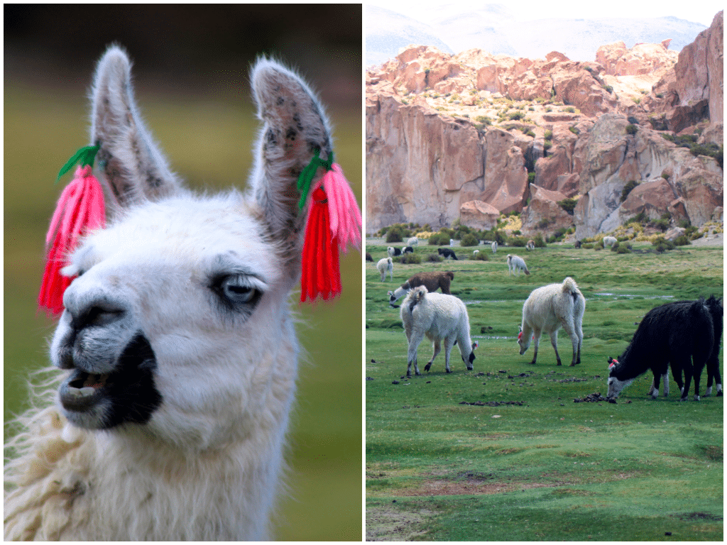 Llamas, Uyuni, Bolivia