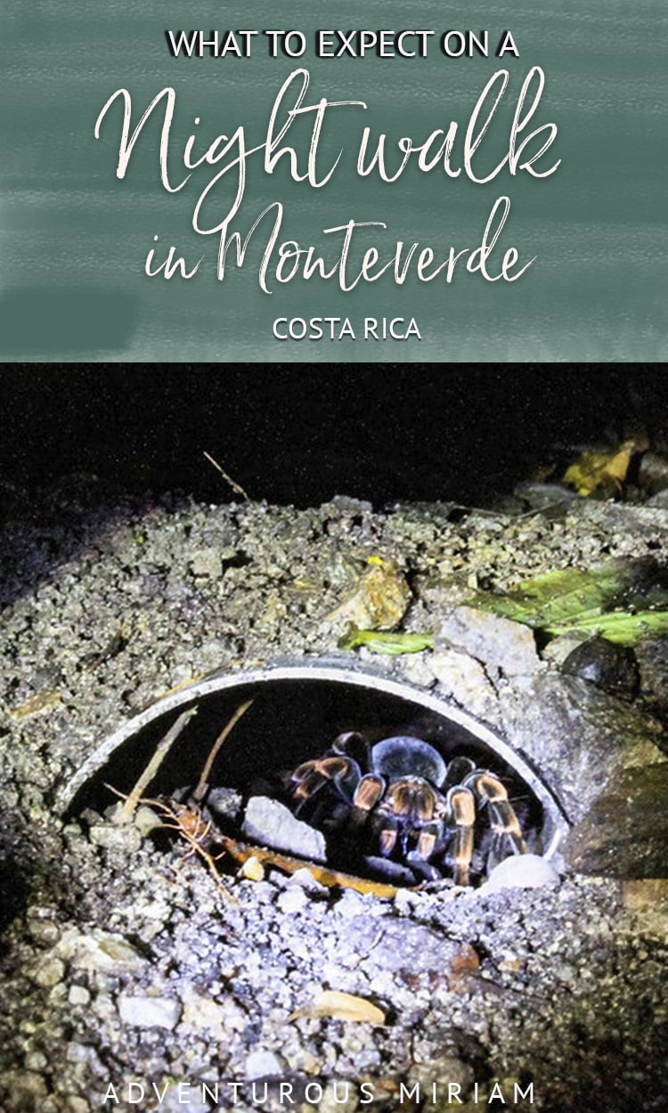 Joining a night trek in Finca Santa Maria is a fun way to see wildlife in Monteverde Cloud Forest. Here's how a night trek is like in Costa Rica and what you can expect.