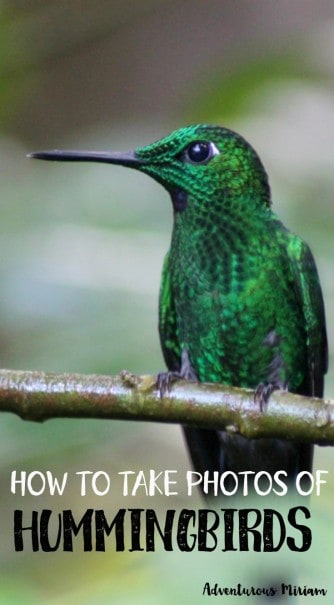 Costa Rica is home to no less than 51 hummingbird species, so you have lots of opportunity to get some great pictures. Get some great photo tips here: How to take photos of hummingbirds.