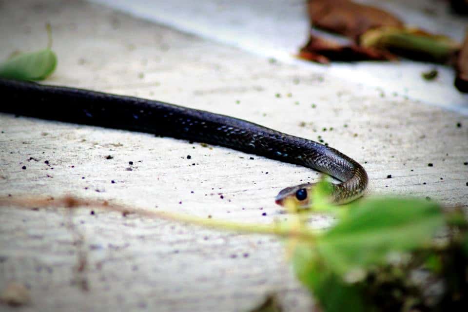 deadly cobra, Koh Lanta, Thailand