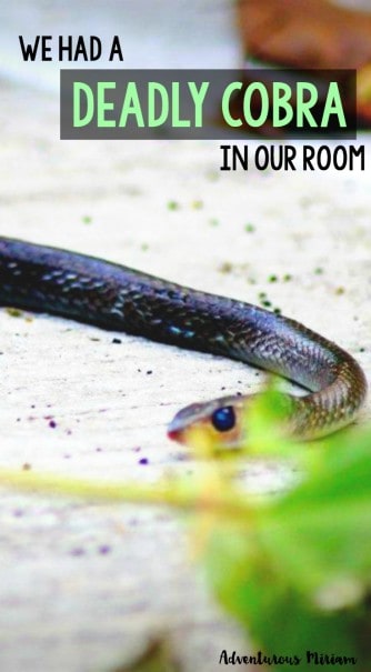 On one of our trips to Thailand, we found a cobra in our room just before going to bed. Read all about what happened here