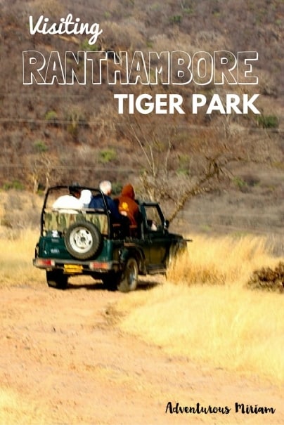 Ranthambore Tiger Reserve in Sawai Madhopur is named one of the best places to spot tigers in India. Here are my tips for visiting the tiger park.