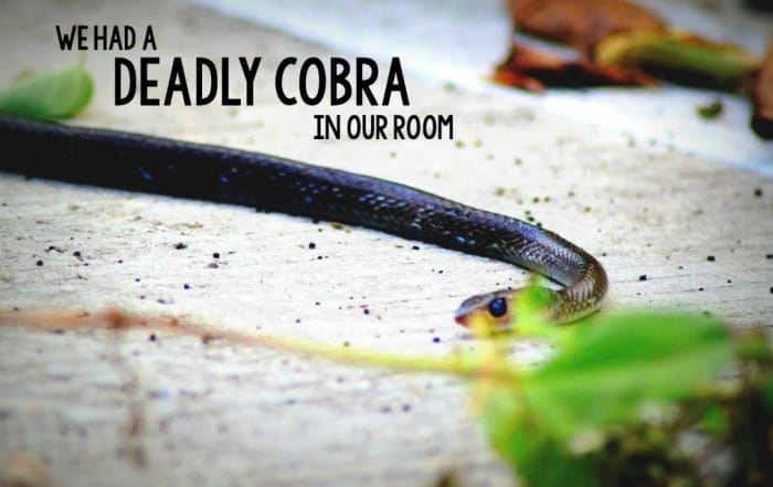 On one of our trips to Thailand, we found a cobra in our room just before going to bed. Read all about what happened here