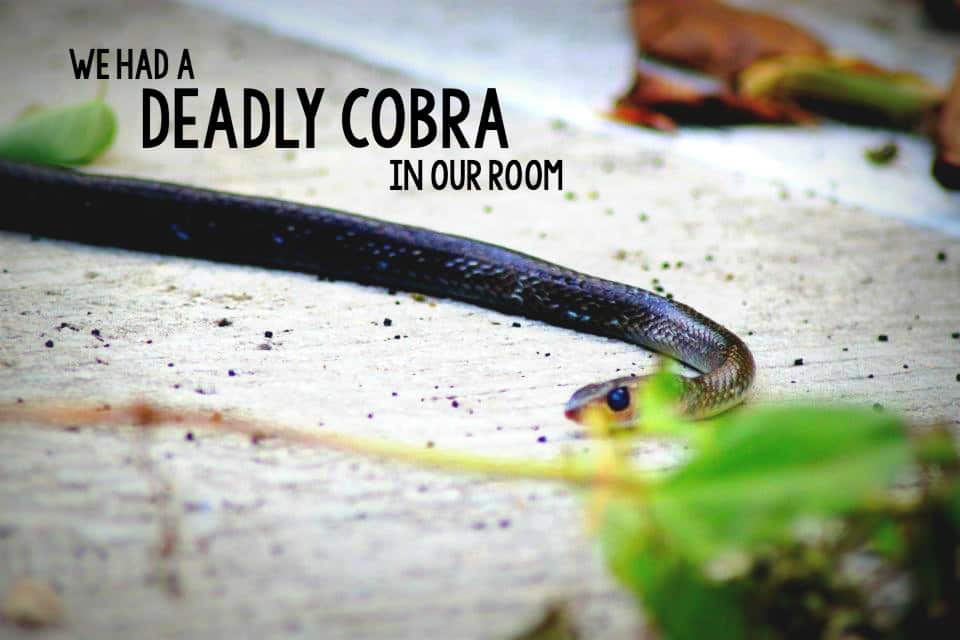 On one of our trips to Thailand, we found a cobra in our room just before going to bed. Read all about what happened here