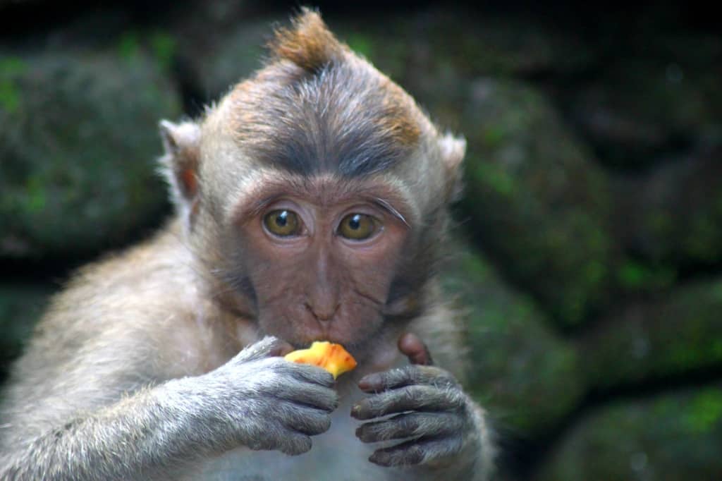 Ubud Monkey Forest tips