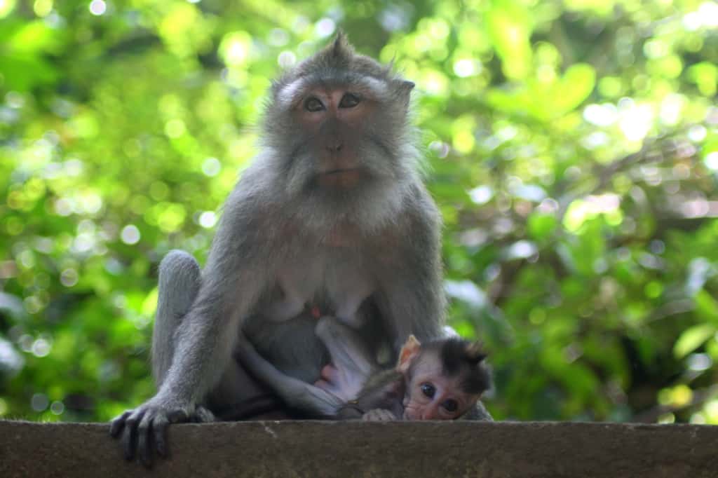 Ubud Monkey Forest tips