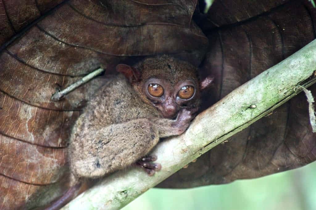 Philippine tarsier