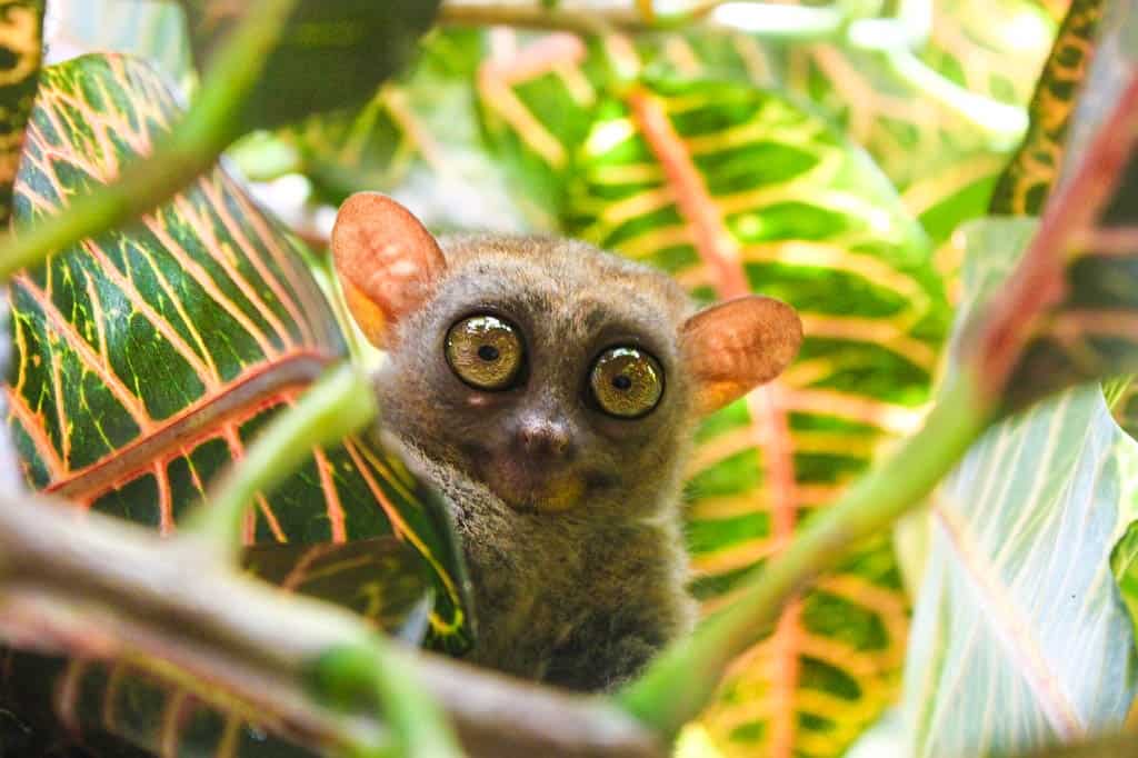 tarsiers bohol