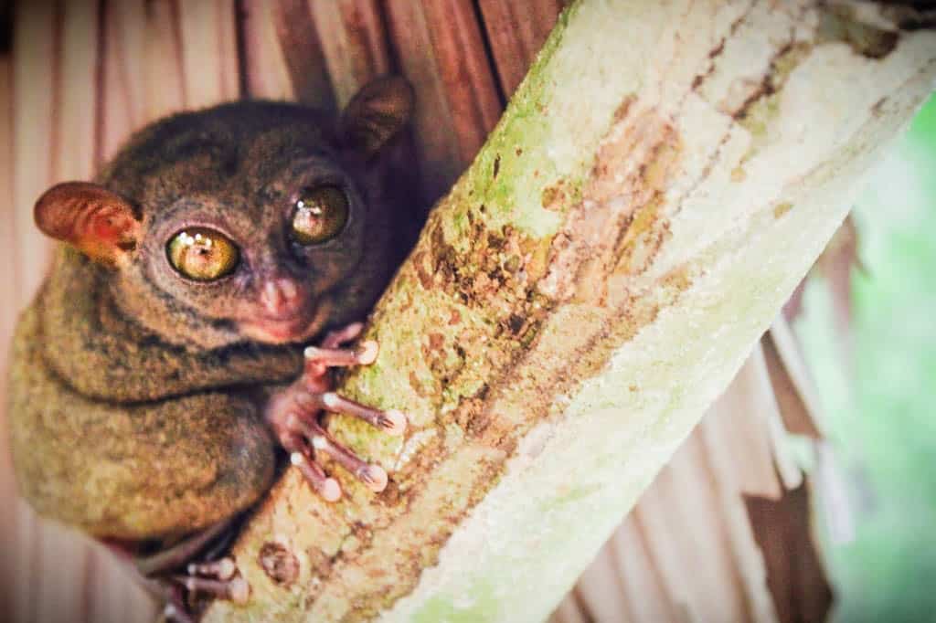 Philippine tarsier