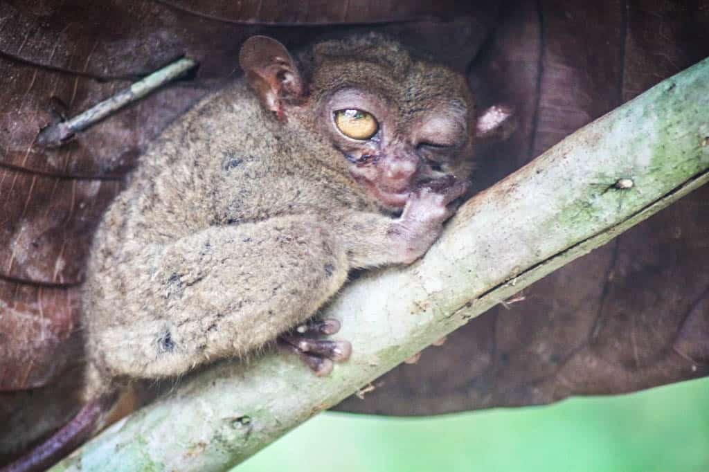 Philippine tarsier