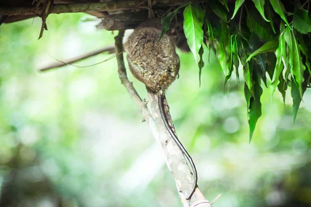 Philippine tarsier