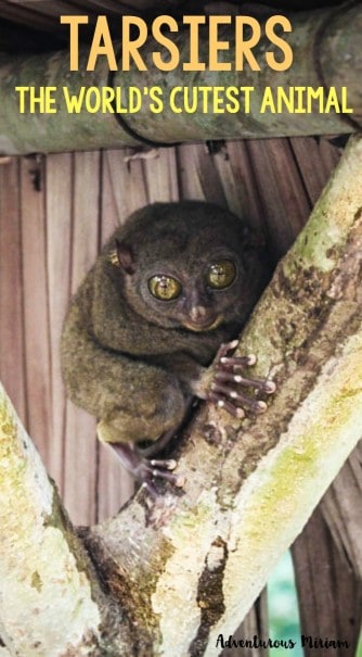 Tarsiers are the cutest animal in the world. They live in Bohol, the Philippines and are super small, only the size of my hand