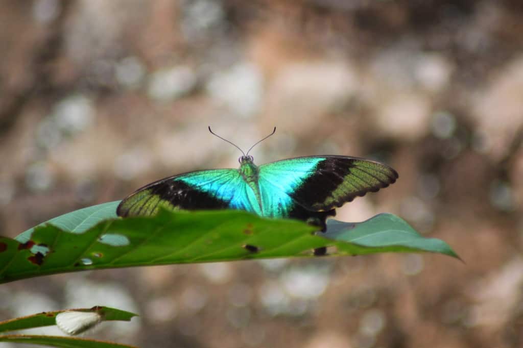 Butterfly farm, Bali, Indonesia