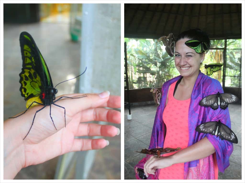 Butterfly farm, Bali, Indonesia