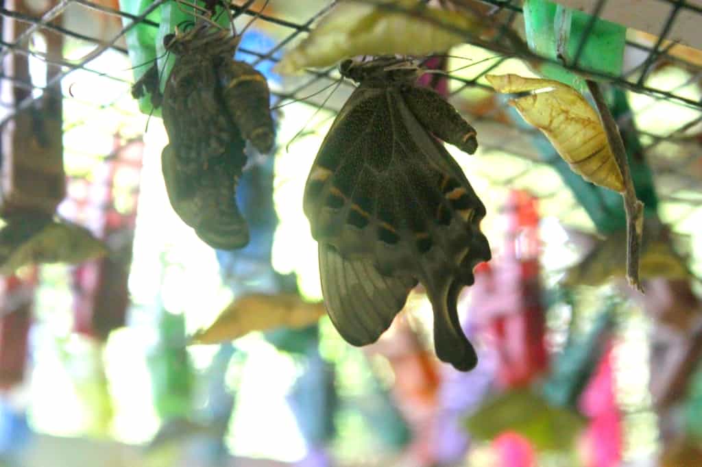 Butterfly farm, Bali, Indonesia