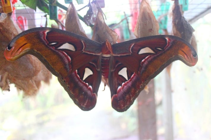 Butterfly farm, Bali, Indonesia