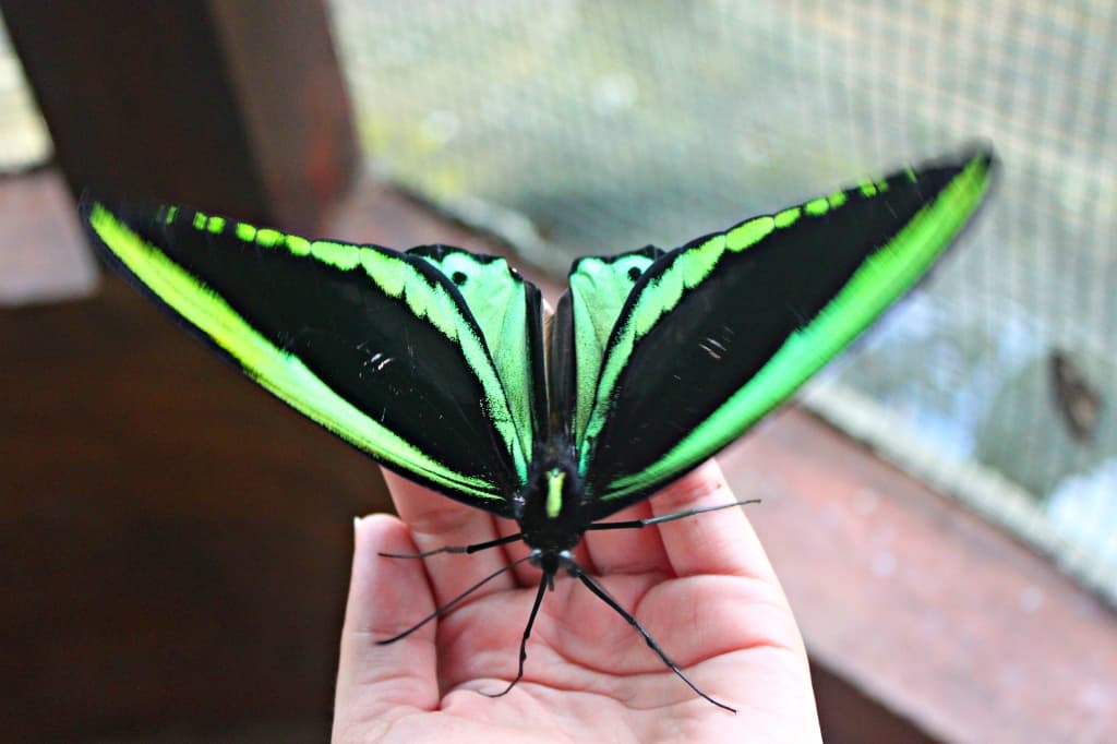 Butterfly farm, Bali, Indonesia