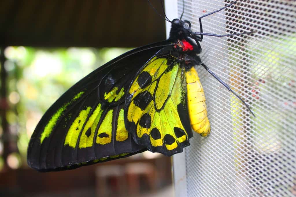 Butterfly farm, Bali, Indonesia