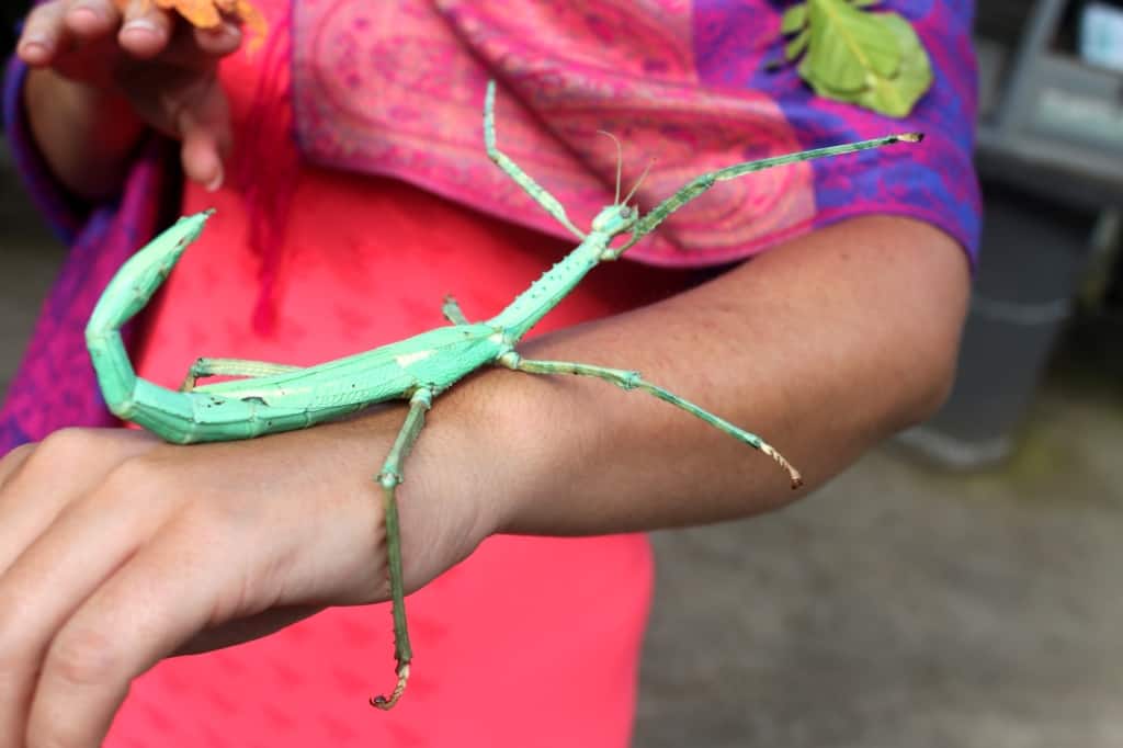 Butterfly farm, Bali, Indonesia