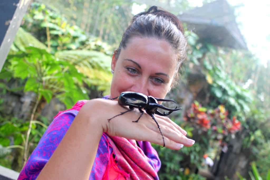 Butterfly farm, Bali, Indonesia