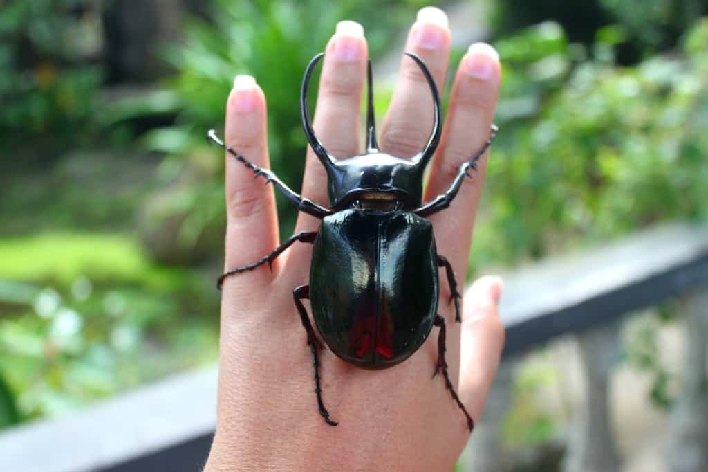 Butterfly farm, Bali, Indonesia