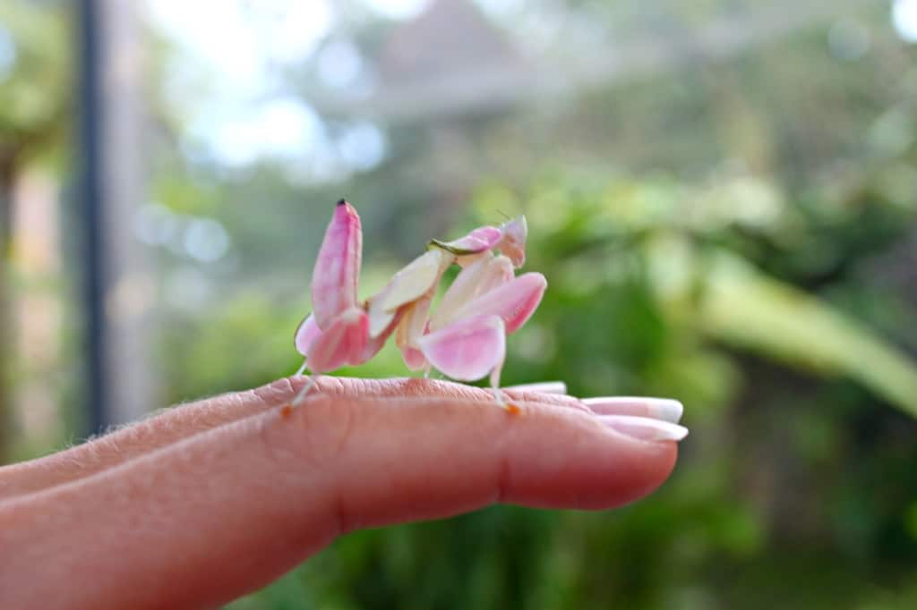 Butterfly farm, Bali, Indonesia