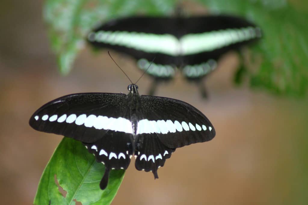 Butterfly farm, Bali, Indonesia