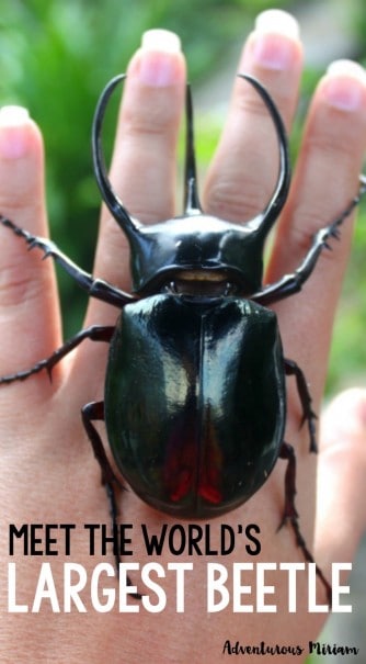 Meet the world's largest beetle. He's not dangerous and can be found in Indonesia.