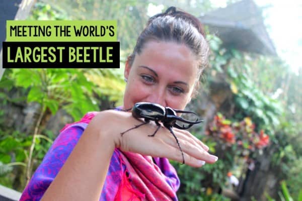Meeting the world's largest beetle in Indonesia
