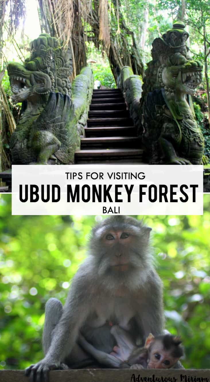 The scary monkey forest in Ubud is notorious for it's spoiled monkeys. But is almost an essential rite of passage for travelers in Bali. Here are the top tips for visiting Ubud Monkey Forest, Bali.